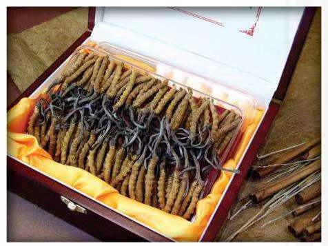 双牌冬虫夏草回收